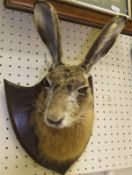 A stuffed and mounted Hare mask in the manner of Spicer, set on an oak shield shaped plaque,