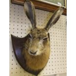 A stuffed and mounted Hare mask in the manner of Spicer, set on an oak shield shaped plaque,