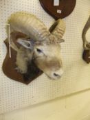 A stuffed and mounted Ram's head,