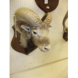 A stuffed and mounted Ram's head,