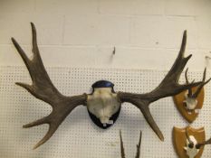 A pair of Elk antlers,