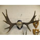 A pair of Elk antlers,