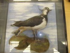 A stuffed and mounted Lapwing,