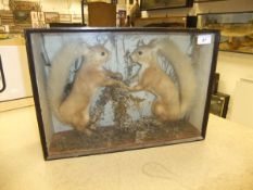 A pair of Victorian stuffed and mounted Red Squirrels, set in naturalistic setting,