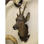 A painted and carved wood Roe Deer head set with real antlers, on a leaf decorated plaque,