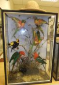 A Victorian cased display of Australian birds comprising Regent Bowerbird, a Satin Bowerbird,
