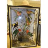 A Victorian cased display of Australian birds comprising Regent Bowerbird, a Satin Bowerbird,