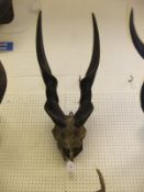 A pair of Eland horns,