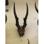 A pair of Eland horns,