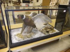 A stuffed and mounted Cock Pheasant in flight pose, in naturalistic setting,