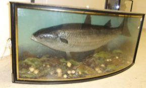 A stuffed and mounted Grey Mullet, in naturalistic setting,