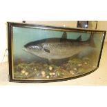 A stuffed and mounted Grey Mullet, in naturalistic setting,