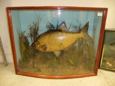 A stuffed and mounted Bream, in naturalistic setting,