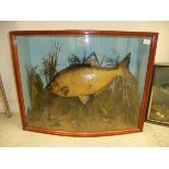 A stuffed and mounted Bream, in naturalistic setting,