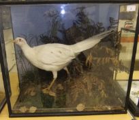 An early 20th Century stuffed and mounted Albino Pheasant in naturalistic setting,