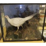 An early 20th Century stuffed and mounted Albino Pheasant in naturalistic setting,