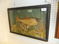 A stuffed and mounted Roach, in naturalistic setting, within a glass fronted display case,