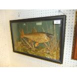 A stuffed and mounted Roach, in naturalistic setting, within a glass fronted display case,