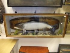 A stuffed and mounted Salmon set in a naturalistic setting on a wooden back board,