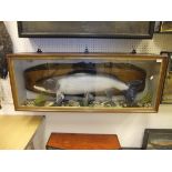 A stuffed and mounted Salmon set in a naturalistic setting on a wooden back board,