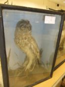 An early 20th Century stuffed and mounted Tawny Owl, in naturalistic setting,
