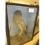 An early 20th Century stuffed and mounted Tawny Owl, in naturalistic setting,