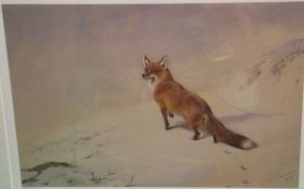 AFTER ARCHIBALD THORBURN "Alert fox in snowy landscape", limited edition colour print, No'd.