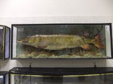 A Pike cast in naturalistic setting and three-sided glazed display case,