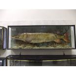 A Pike cast in naturalistic setting and three-sided glazed display case,