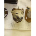 A stuffed and mounted Fox mask inscribed "Tidworth Hunt Found Sidbury Hill Killed Quarley 6 mile