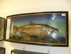 A stuffed and mounted Thames Trout, in naturalistic setting,