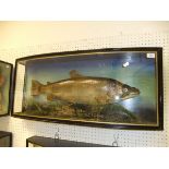 A stuffed and mounted Thames Trout, in naturalistic setting,