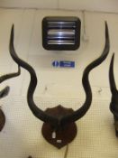 A pair of Kudu horns,