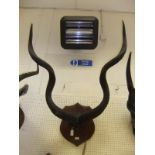 A pair of Kudu horns,