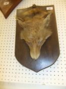 A stuffed and mounted Fox head set on leather hanging strap, mounted on an oak shield shaped plaque,