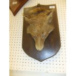 A stuffed and mounted Fox head set on leather hanging strap, mounted on an oak shield shaped plaque,