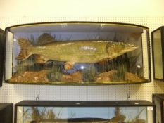 A stuffed and mounted Pike, in naturalistic setting,