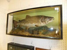 A stuffed and mounted Thames Trout, in naturalistic setting,