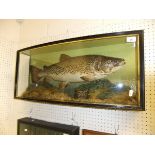 A stuffed and mounted Thames Trout, in naturalistic setting,