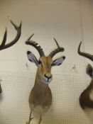 WITHDRAWN A stuffed and mounted Impala head with antlers