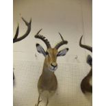 WITHDRAWN A stuffed and mounted Impala head with antlers