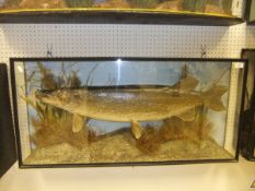 A stuffed and mounted Pike, in naturalistic setting,