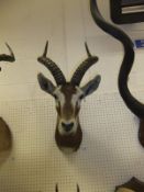 A stuffed and mounted Black Buck head with horns by Rowland Ward,