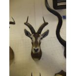 A stuffed and mounted Black Buck head with horns by Rowland Ward,