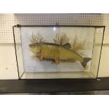 A stuffed and mounted Chub, in naturalistic setting, within a five sided glazed display case,