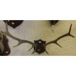 A pair of 9 point Red Deer antlers,