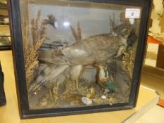 A stuffed and mounted Sparrowhawk with prey and kingfisher in a glass fronted display case