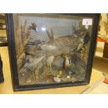 A stuffed and mounted Sparrowhawk with prey and kingfisher in a glass fronted display case