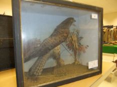 An early 20th Century stuffed and mounted Kestrel, in naturalistic setting,