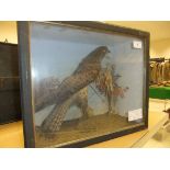 An early 20th Century stuffed and mounted Kestrel, in naturalistic setting,